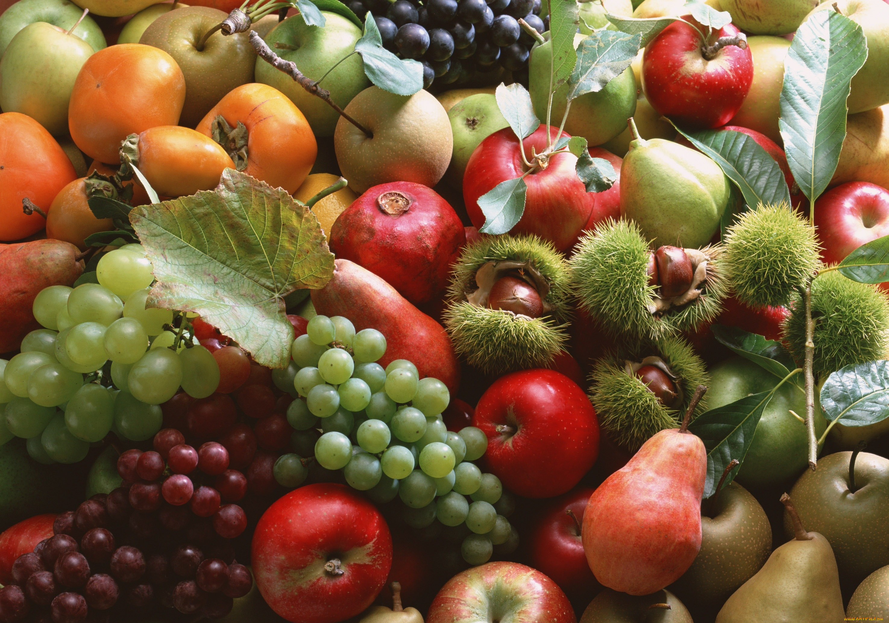Фруктовая коллекция. Овощи, фрукты, ягоды. Осенние плоды. Фрукты и ягоды. Плоды и овощи.